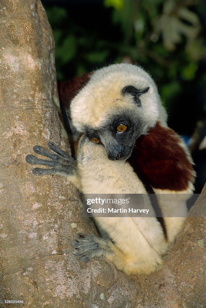 COQUEREL''''S SIFAKA, PROPITHECUS VERREAUXI COQUERELI, ENDANGERED, MADAGASCAR.