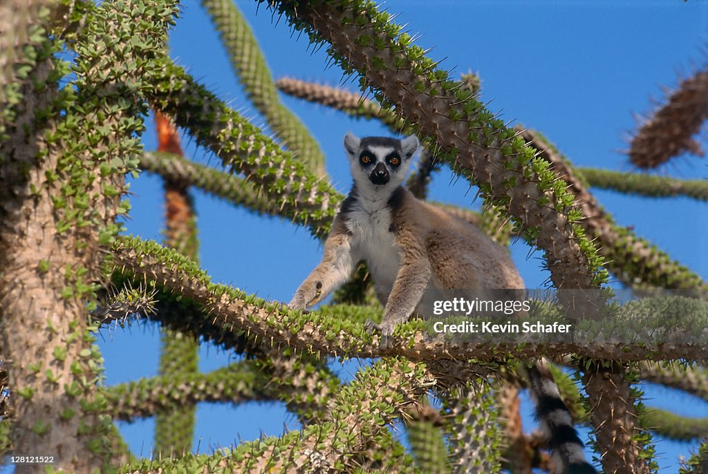 ENDANGERED RING-TAILED LEMUR, LEMUR CATTA, SPINY FOREST, SOUTHERN MADAGASCAR. H 155182