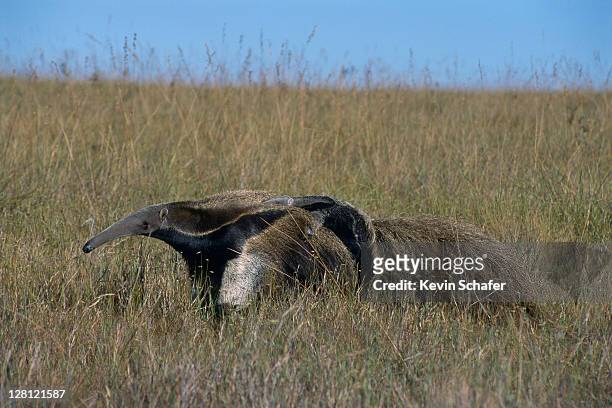 giant anteater (myrmecophaga tridactyla) w. baby on its back; serra da canastra nat''''l park, brazil - anteater stock pictures, royalty-free photos & images