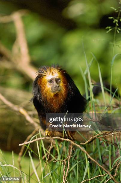 golden-headed lion tamarin. (leontopithecus- chrysomelas). dist. brazil. endangered. - golden headed lion tamarin stock pictures, royalty-free photos & images