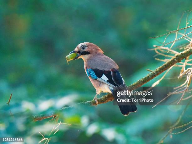 eurasian jay with acorn in beak - acorn stock pictures, royalty-free photos & images