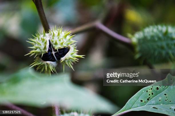 opening seed capsule of toxic jimsonweed plant otherwise known as “thorn apple" or “devil’s snare” - angels trumpet stock-fotos und bilder