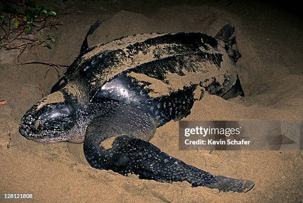 leatherback sea turtle nesting las baulas np.costa rica endangered. (si) h sim to 107110 - leatherback turtle stock pictures, royalty-free photos & images