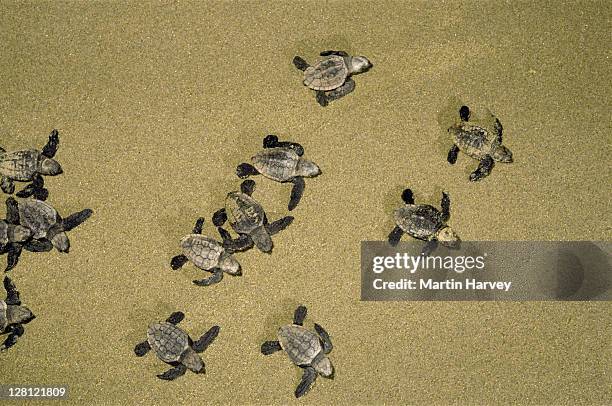 leatherback sea turtles. dermochelys coriacea. young. africa - leatherback turtle stock pictures, royalty-free photos & images