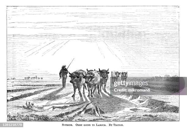 engraving illustration of oxen going to labour, (sunrise, morning effect) by constant troyon - vild boskap bildbanksfoton och bilder