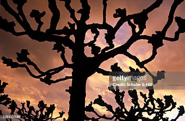 pa178-6 sycamore (acer pseudoplatanus) tree @ sunset; berkeley, california (*) - berkeley kalifornien stock-fotos und bilder