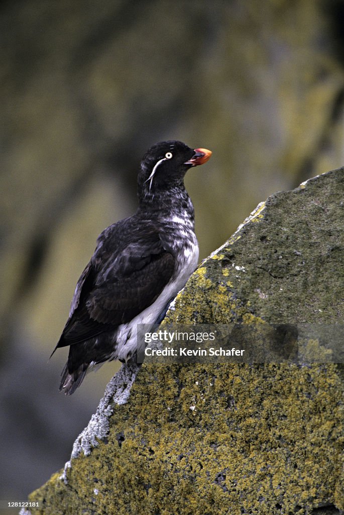 PARAKEET AUKLET, CYCLORRHYNCHUS PSITTACULA. ROUND ISLAND SANCTUARY, SW ALASKA. V