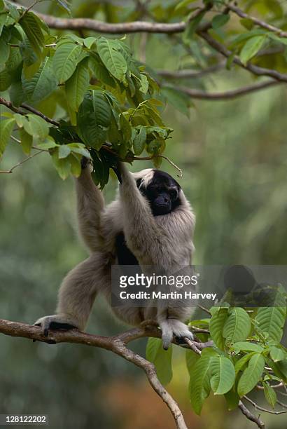 pileated gibbon (hylo- bates pileatus). endangered species. dist. thailand & cambodia. v - pileated gibbon stock pictures, royalty-free photos & images