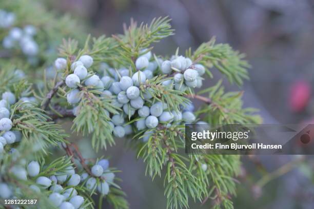 bunch of juniper berries on a green branch in autumn - juniper berries stock pictures, royalty-free photos & images