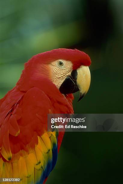 scarlet macaw, ara macao, endangered species, south american parrot is poached in the pet trade, alligator farm, st. augustine, fl. v - ed reschke photography fotografías e imágenes de stock