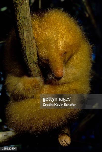 silky anteater(aka pygmy anteater) cyclopes didactylus.sleeping mangroves, caroni swamp, trinidad,wi v - silky anteater stock pictures, royalty-free photos & images