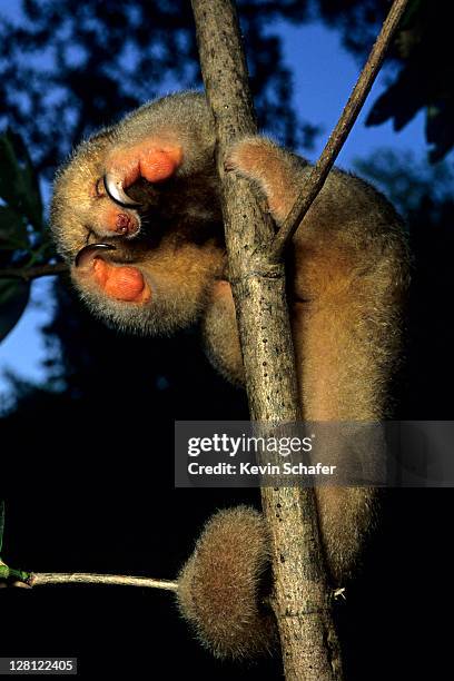 silky anteater(aka pygmy anteater) cyclopes didactylus.sleeping mangroves, caroni swamp, trinidad,wi v - silky anteater stock pictures, royalty-free photos & images