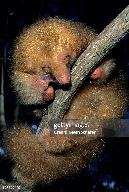 silky anteater(aka pygmy anteater) cyclopes didactylus.sleeping mangroves, caroni swamp, trinidad,wi v - silky anteater stock pictures, royalty-free photos & images