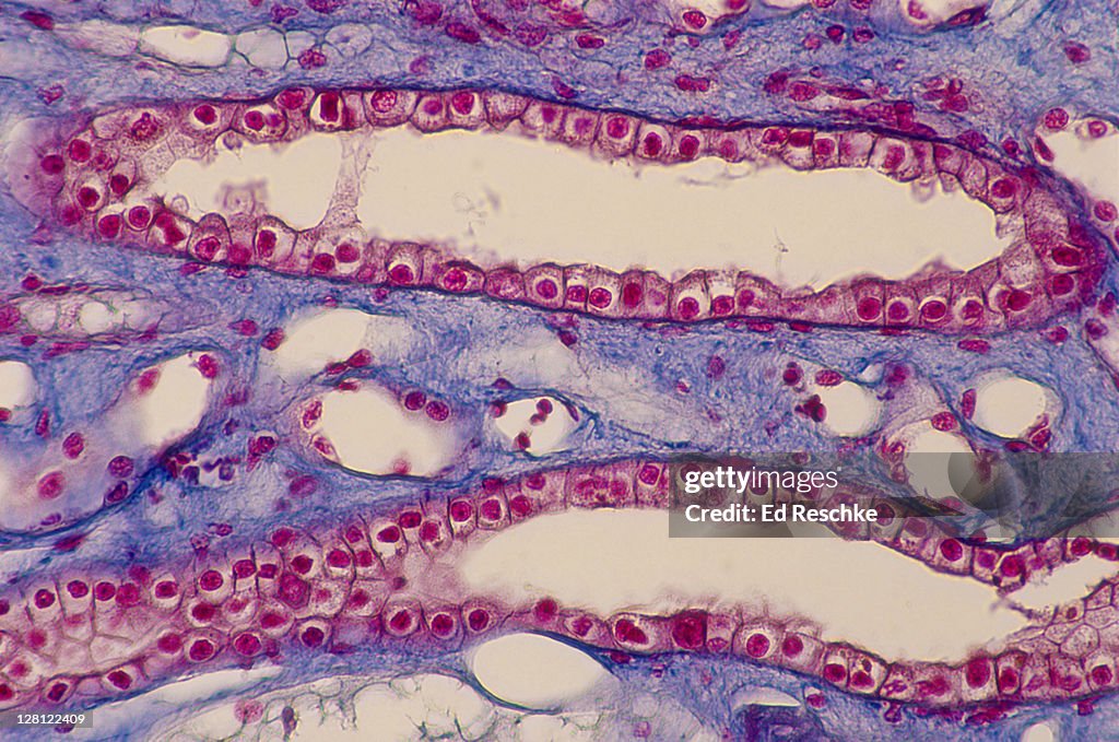 SIMPLE CUBOIDAL EPITHELIUM.HUMAN KIDNEY.LONGITUDINAL SECTION OF (SI) COLLECTING DUCTS. 100X MALLORY STAIN H SIM TO 149315