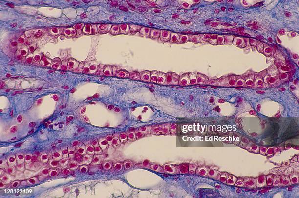 simple cuboidal epithelium.human kidney.longitudinal section of (si) collecting ducts. 100x mallory stain h sim to 149315 - epitelio imagens e fotografias de stock