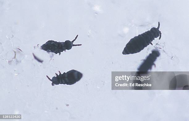 snow flea or springtail (hypogastrura nivicola) wingless. collembola active on warm snow days. mi. - collembola stock pictures, royalty-free photos & images