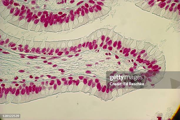 villus,small intestine simple columnar epithelum,goblet cells,lamina propria 200x h - lamina propria stock-fotos und bilder