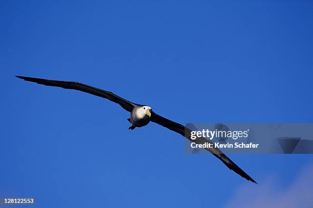 waved albatross flying diomedea irrorata. endemic.hood is galapagos.procellariiformes h - albatros - fotografias e filmes do acervo