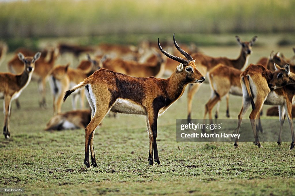 Black letchwe. (Kobus leche smithemani) Vulnerable species. Lake Bangweulu Game Management Area. Zambia