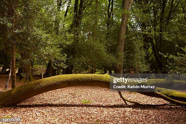 new forest 4 - fallen tree stock pictures, royalty-free photos & images