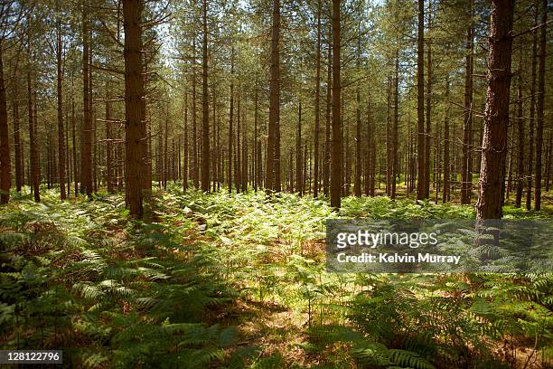 new forest 11 - woodland stock pictures, royalty-free photos & images
