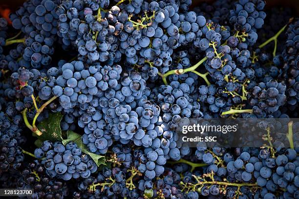 grapes - bunch fotografías e imágenes de stock