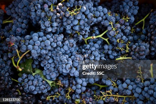 Grapes Grapes