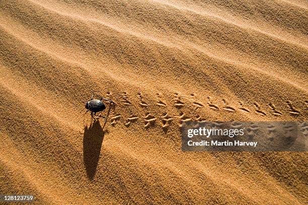 desert beetle (tenebrionidae) in sand dunes, namib desert, morocco, north africa - désert du namib photos et images de collection