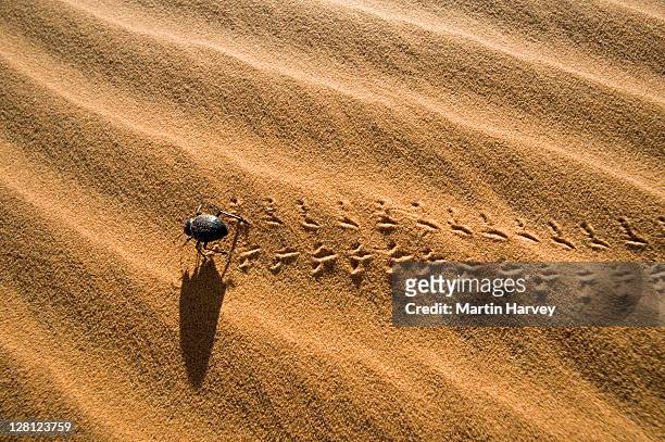 desert beetle (tenebrionidae) in sand dunes, namib desert, morocco, north africa - beetle stock pictures, royalty-free photos & images