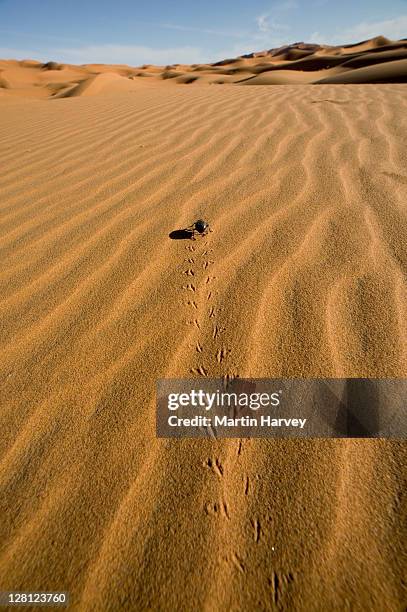 desert beetle (tenebrionidae) in sand dunes, namib desert, morocco, north africa - namib desert stock-fotos und bilder