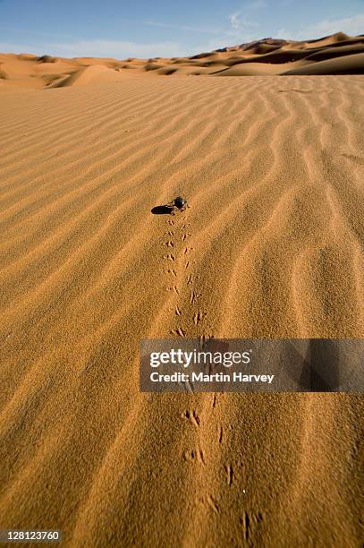 desert beetle (tenebrionidae) in sand dunes, namib desert, morocco, north africa - tenebrionid beetle stock pictures, royalty-free photos & images