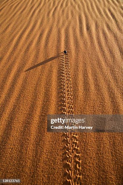 desert beetle (tenebrionidae) in sand dunes, namib desert, morocco, north africa - tenebrionid beetle stock pictures, royalty-free photos & images