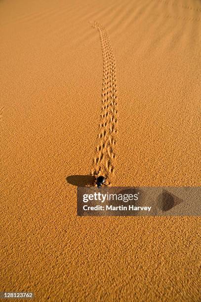 desert beetle (tenebrionidae) in sand dunes, namib desert, morocco, north africa - namib stock-fotos und bilder