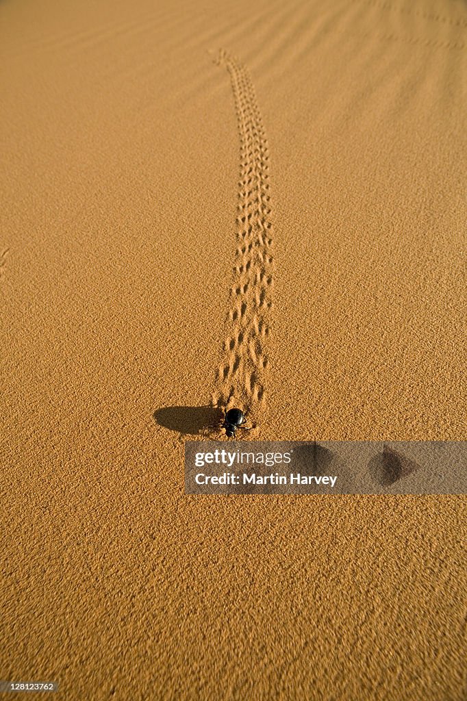Desert beetle (Tenebrionidae) in sand dunes, Namib Desert, Morocco, North Africa