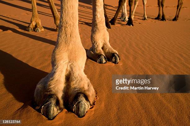 camel (camelus dromedaries) the one-hump dromedary also known as the arabian camel, sahara desert, morocco, north africa - animal leg imagens e fotografias de stock