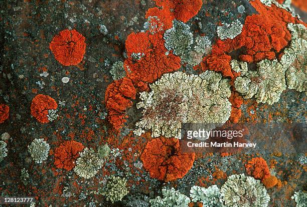 lichen, a compound symbiotic organism comprised of fungus and algae, close-up - lachen stock pictures, royalty-free photos & images