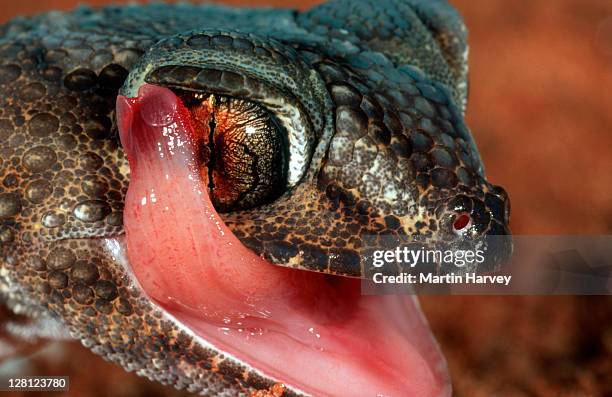 Lizard Cheeks 8,040 Lizard Face Stock Photos, High-Res Pictures, and Images - Getty ...