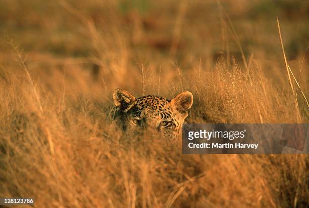 leopard (panthera pardus) hiding in grass, africa - camouflage animal stock-fotos und bilder