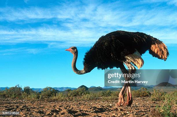 male ostrich (struthio camelus) side view, africa - ostrich ストックフォトと画像