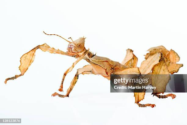 Spectre Stick Insect Macleays Spectre Stick Insect Photos and Premium High Res Pictures ...
