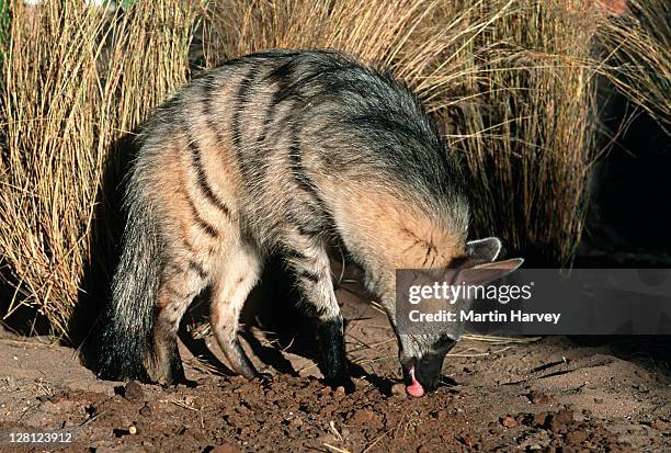 aardwolf (proteles cristatus) hunting, side view, africa - aardwolf stock pictures, royalty-free photos & images