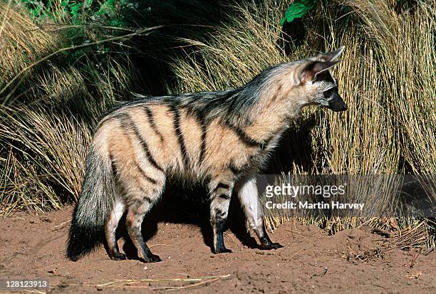 aardwolf (proteles cristatus) hunting, side view, africa - aardwolf stock pictures, royalty-free photos & images