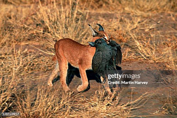 caracal (caracal caracal) carrying caught guineafowl in mouth, africa - caracal stock pictures, royalty-free photos & images