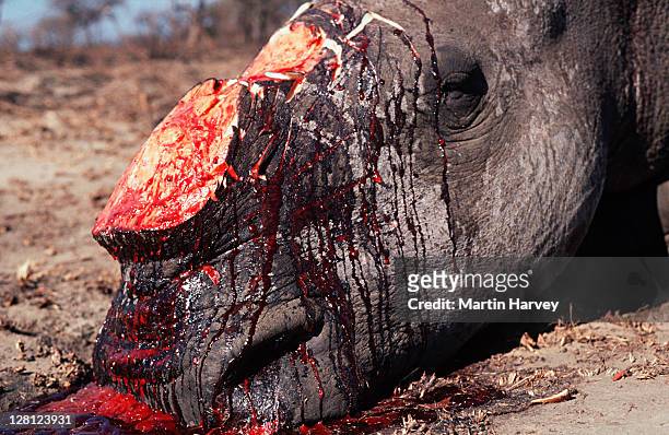 white rhino (ceratotherium simum) killed by poachers for horn - rhinoceros stock-fotos und bilder