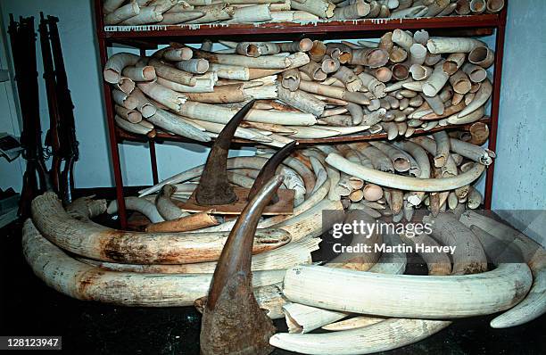 african elephant (loxodonta africana) confiscated elephant ivory and rhino horn â© m. harvey af_ci_015 - horned stockfoto's en -beelden