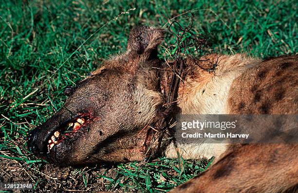 spotted hyenas (crocuta crocuta) killed in poachers snare - dead animal stock pictures, royalty-free photos & images