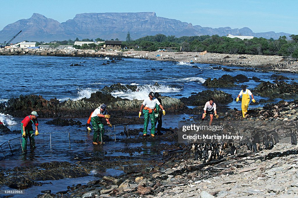 Jackass Penguin (Spheniscus demersus) Rescue personnel catching oiled pengions. Robben Island, South Africa