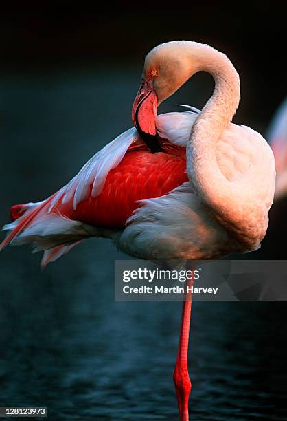 greater flamingo (phoenicopterus roseus) in lake south africa - greater flamingo stock-fotos und bilder