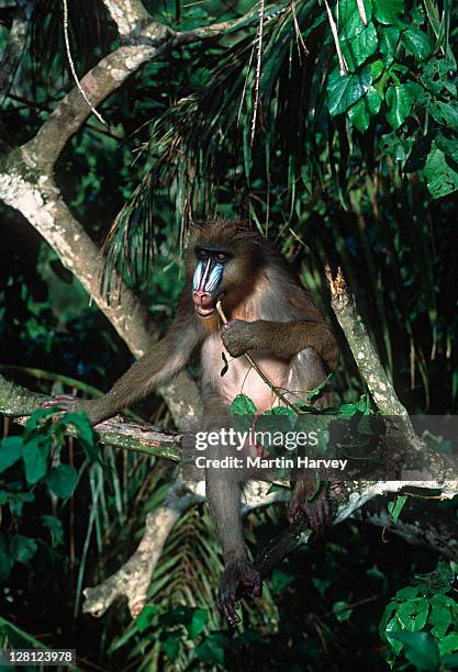 endangered mandrill (mandrillus sphinx) rainforest species. sub-adult males, gabon, africa - mandrill mandrillus stock pictures, royalty-free photos & images