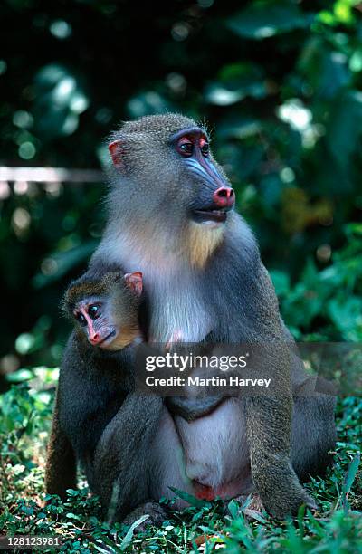 mandrill (mandrillus sphinx) rainforest species. female with young. endangered species. gabon, africa - mandrillo foto e immagini stock